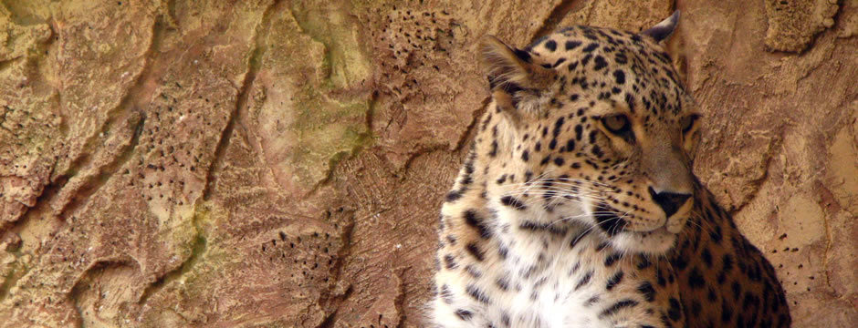 短信压力测试破解版